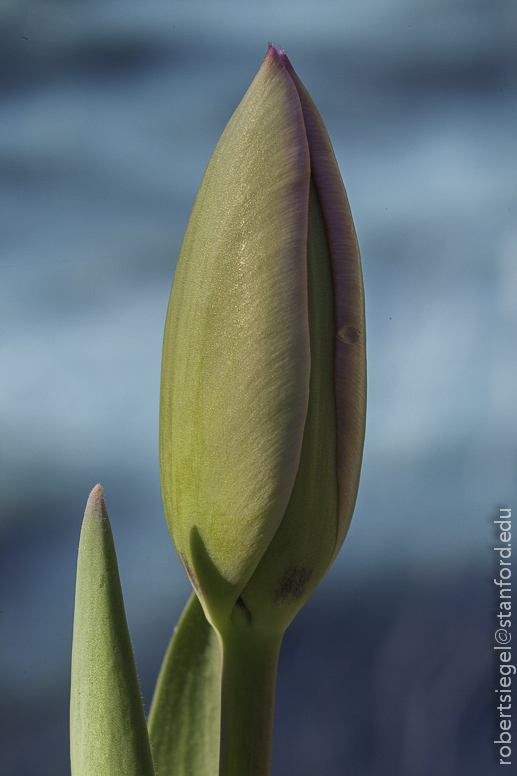 tulip bud